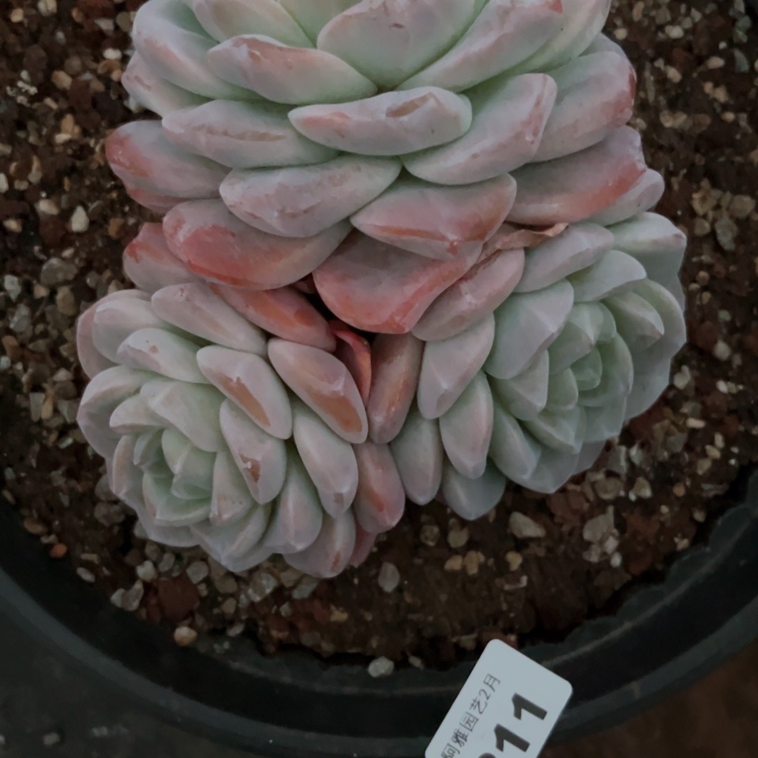 阿雅园艺。           211