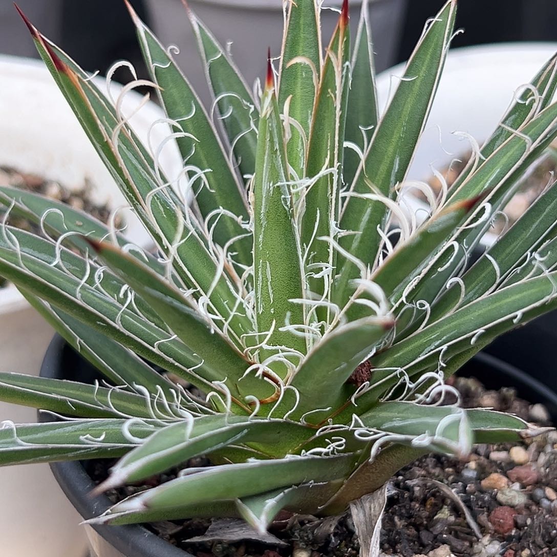 泷之白丝一物一拍偏远不包邮不退不换