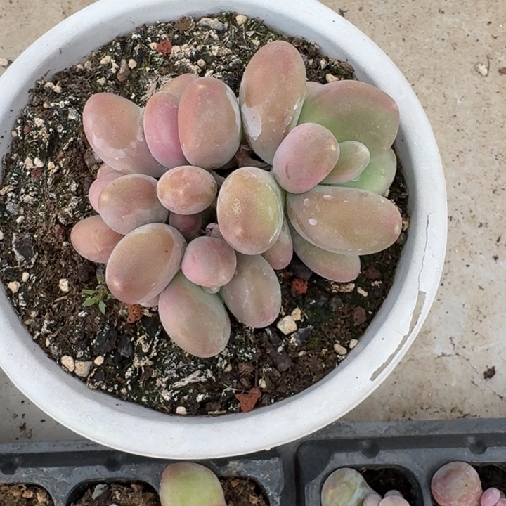 刚果奶 4头 一物一拍