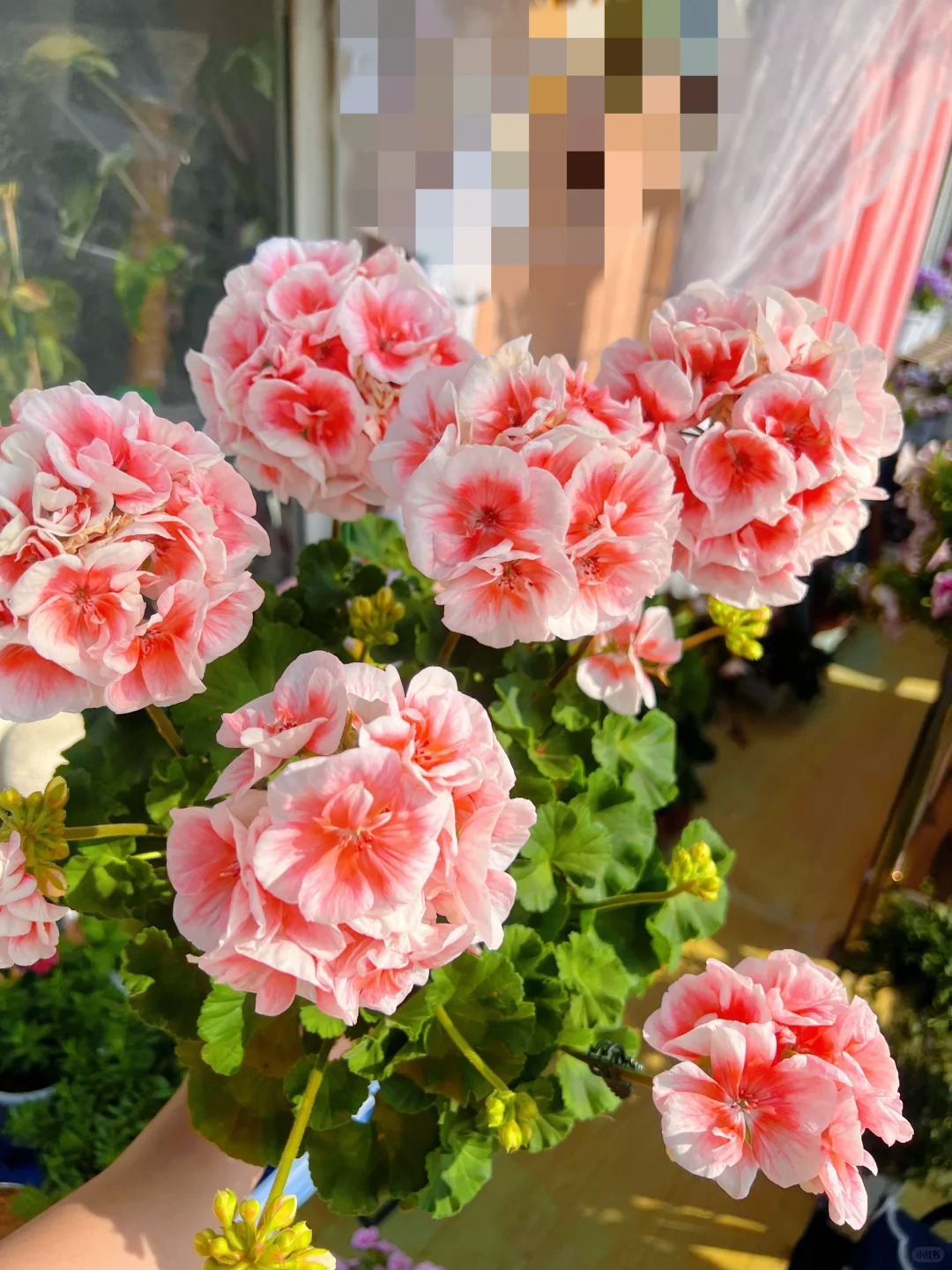 【天竺葵】会掉花掉叶介意不要拍庭院阳台地栽盆室内室外