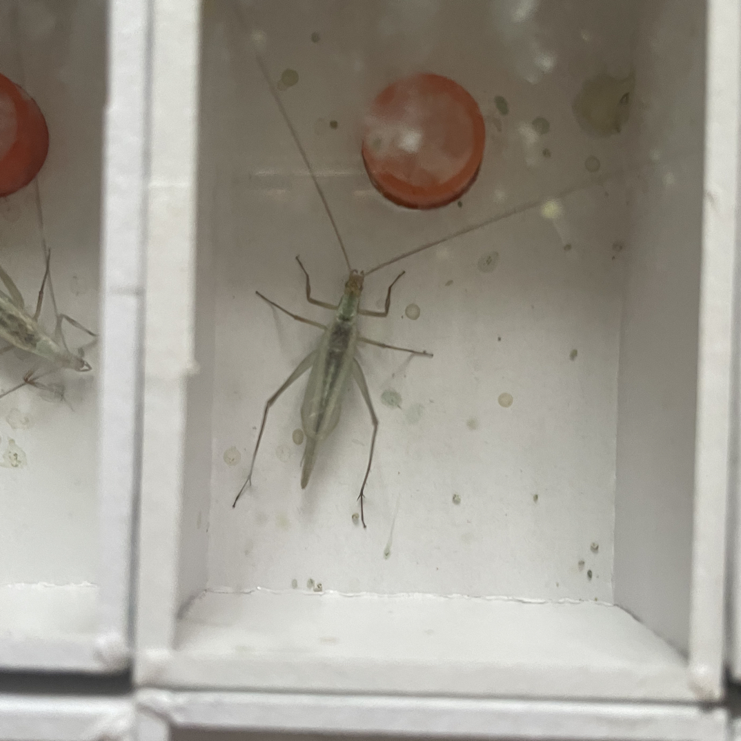 蟋蟀科黑紫竹蛉（活体到货2小时之内凭开箱视频售后）