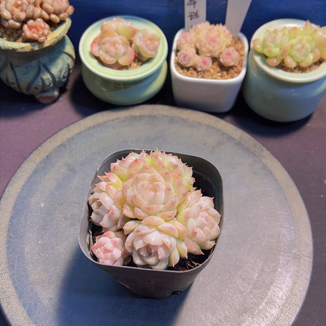 潇*妹新品，多肉植物，