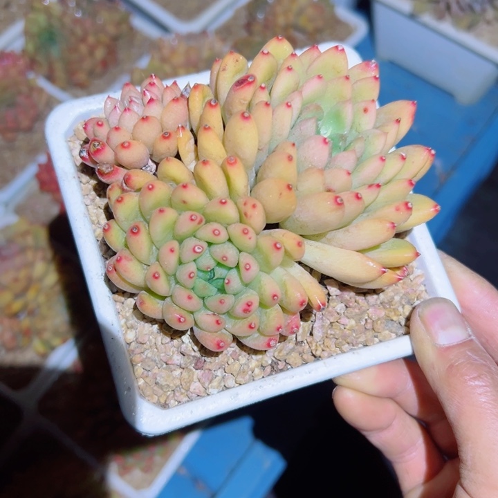 精品多肉植物老桩