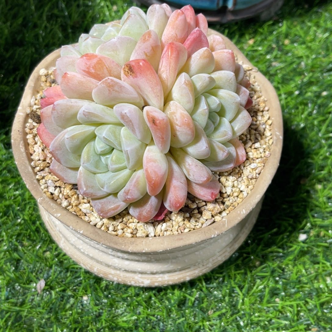 ?***比冰玉。多头 发货……