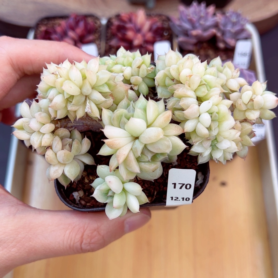 好好看170、哈哈哈哈哈