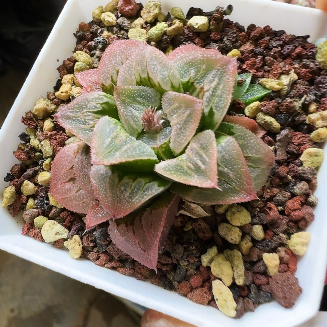 我***你花蟹，281，，仙农出品