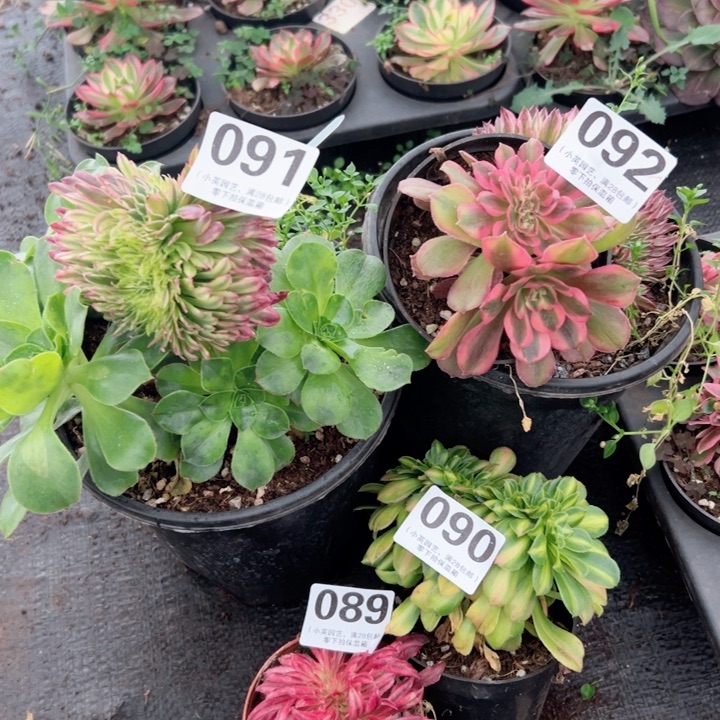 L***P092多肉植物089-090-091四颗