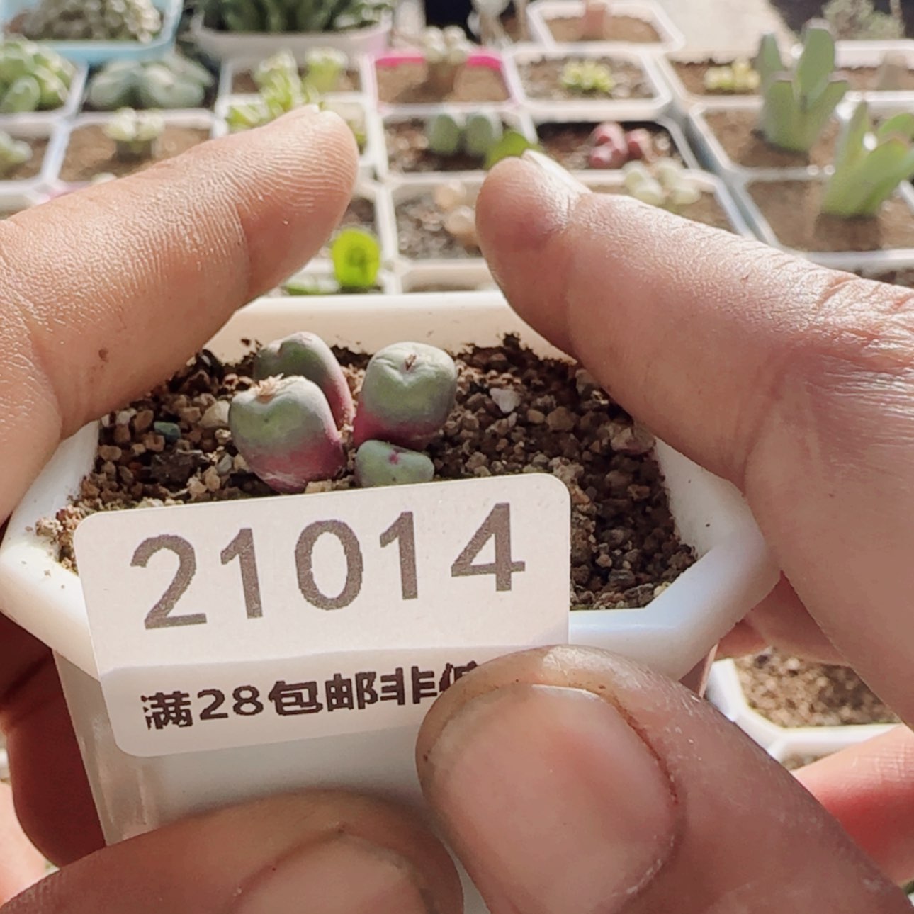 【闪购商品】爱**肉21014