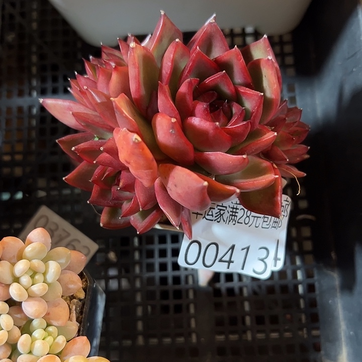 幸运的是我还没遇到你呢