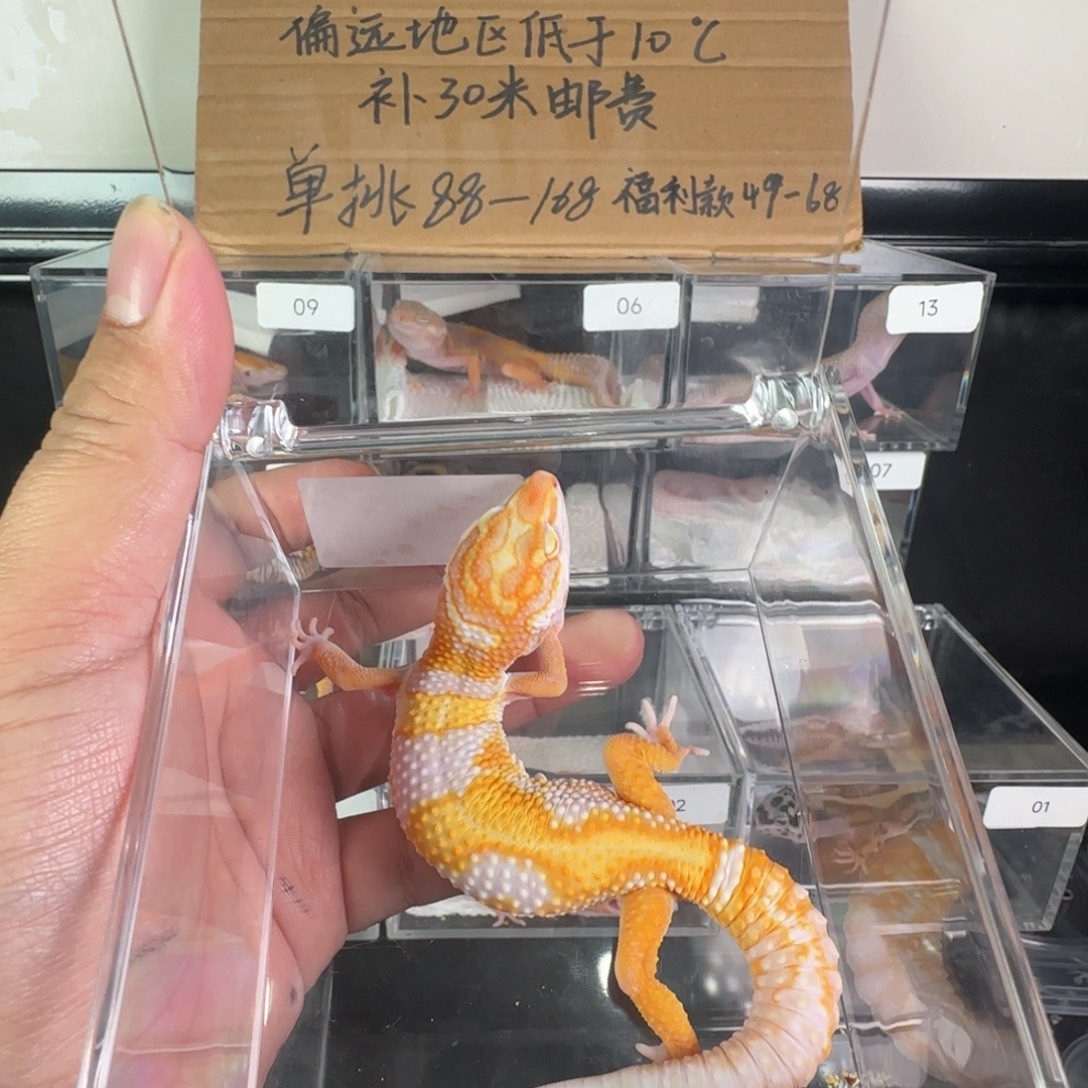 豹纹守宫蜡笔暴龙一只弟弟