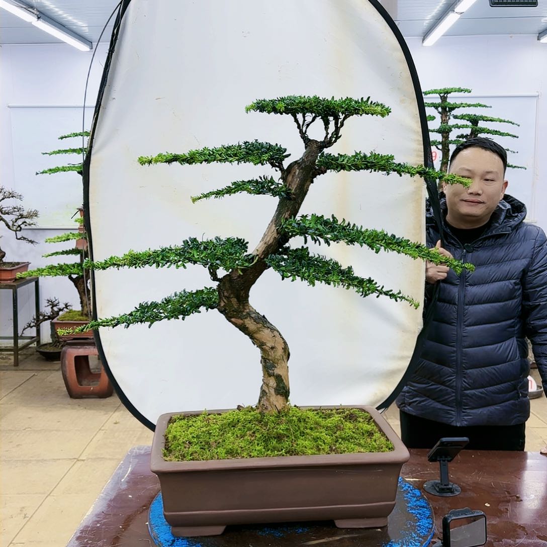 盆景欢迎大家一起来捡漏