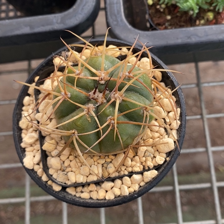 伯克利和格蕾纳等著名音乐