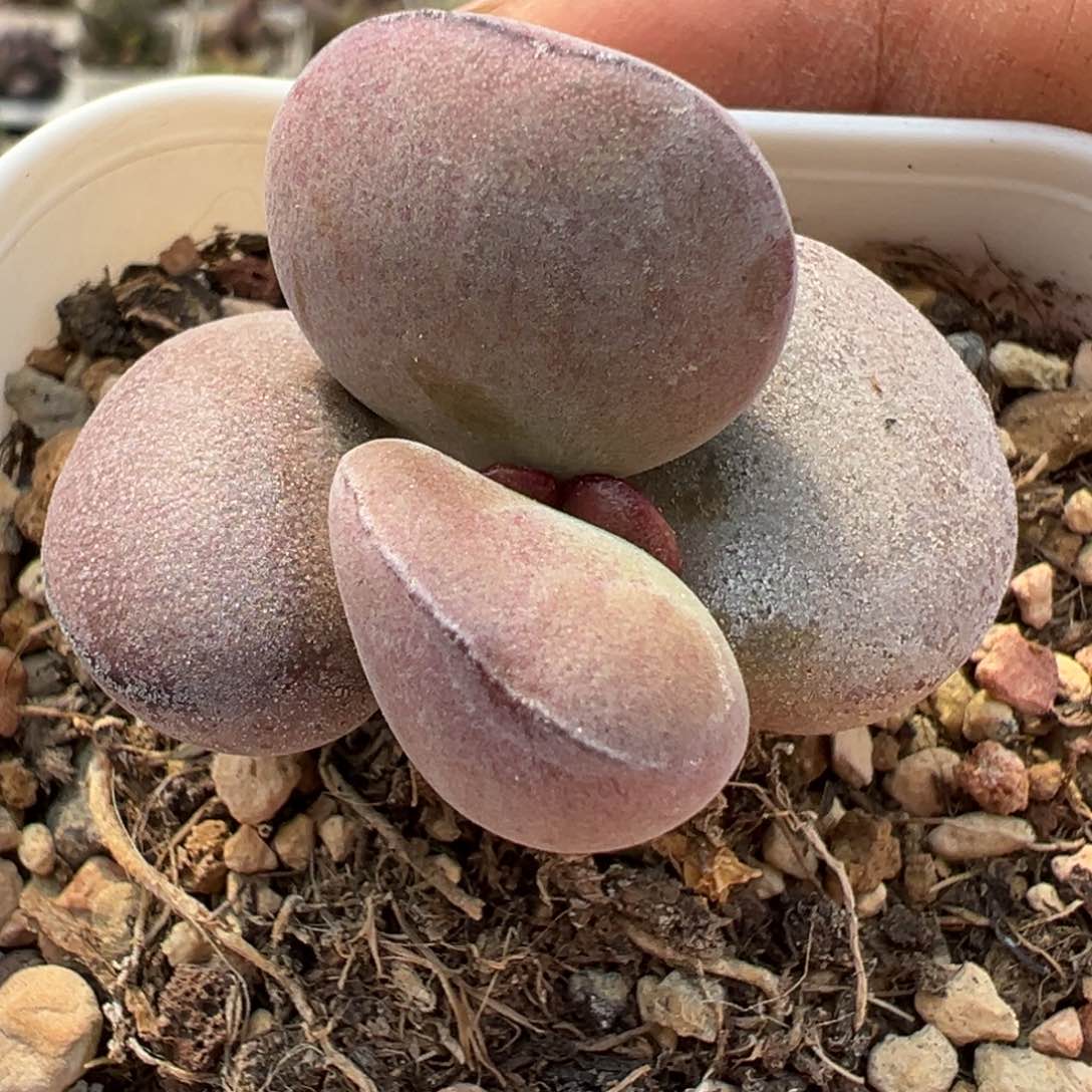 球球紫蛋老桩多肉植物水泡