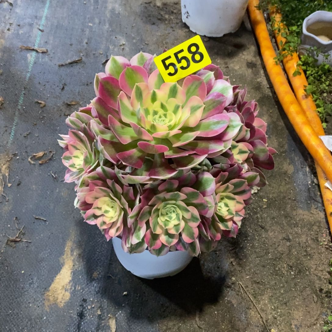 蓝****1粉女巫多肉法师558