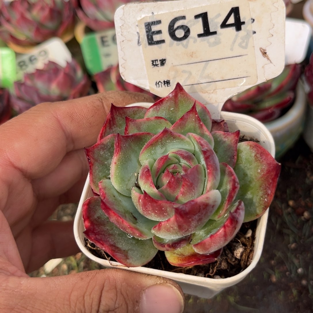 惊鸿一瞥614号多肉