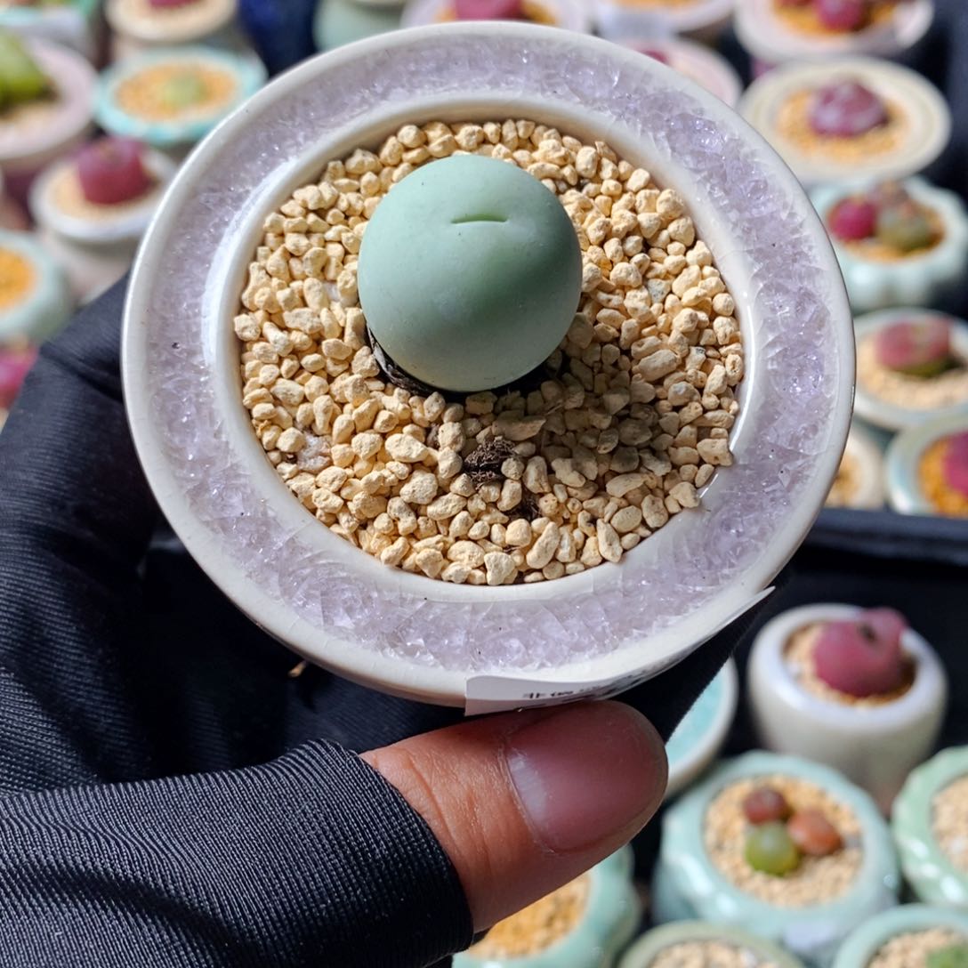 5282--一物一拍 带盆