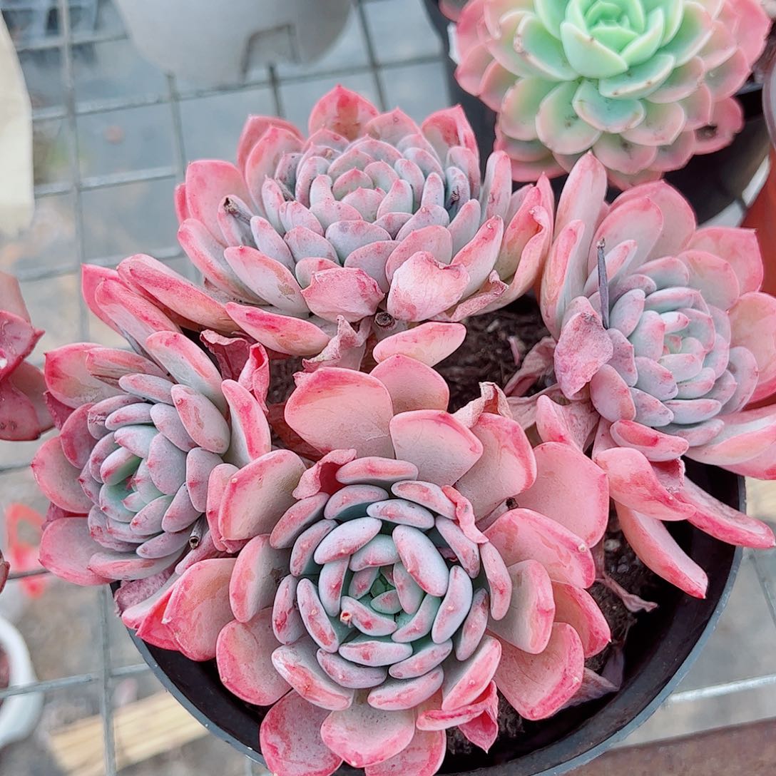 玛瑙多头群生老桩精品