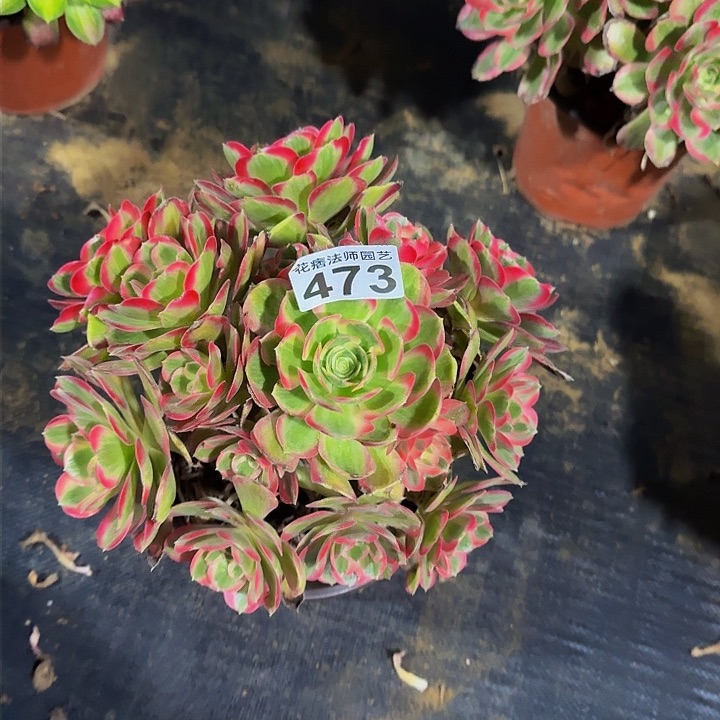 红陶粉女郎4730000