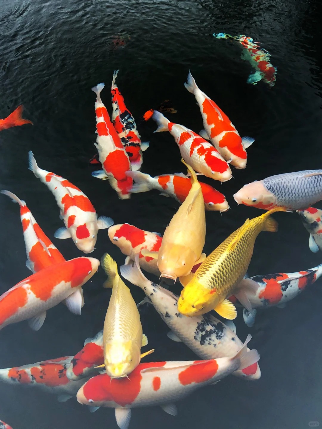 1-200号锦鲤观赏鱼红白大正德系冷水鱼黄金白金渔场直发包邮包损