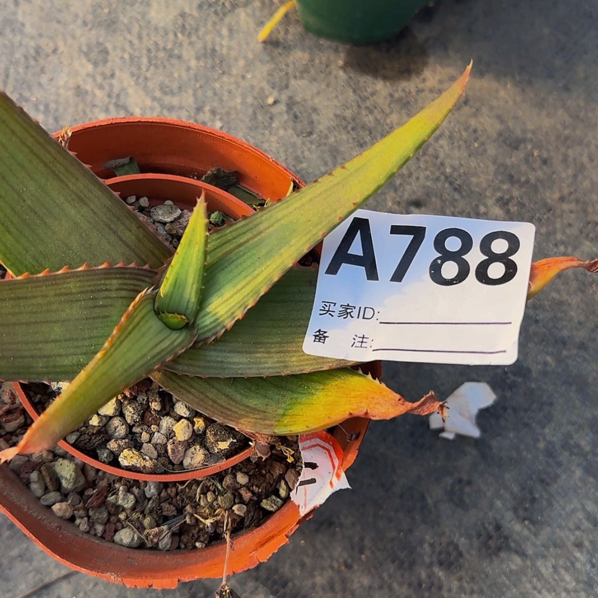 【闪购商品】抖*飞块根植物