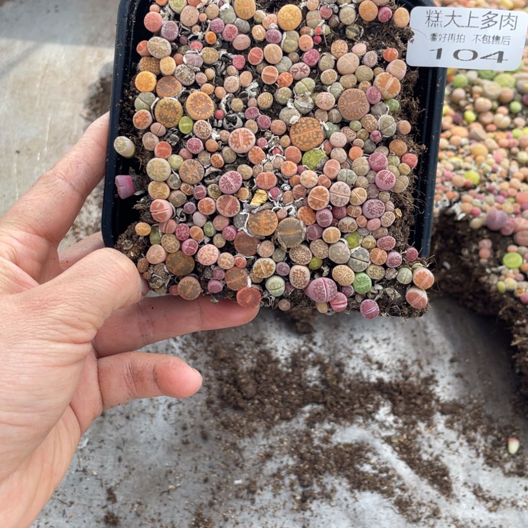 糕大上多肉植物104