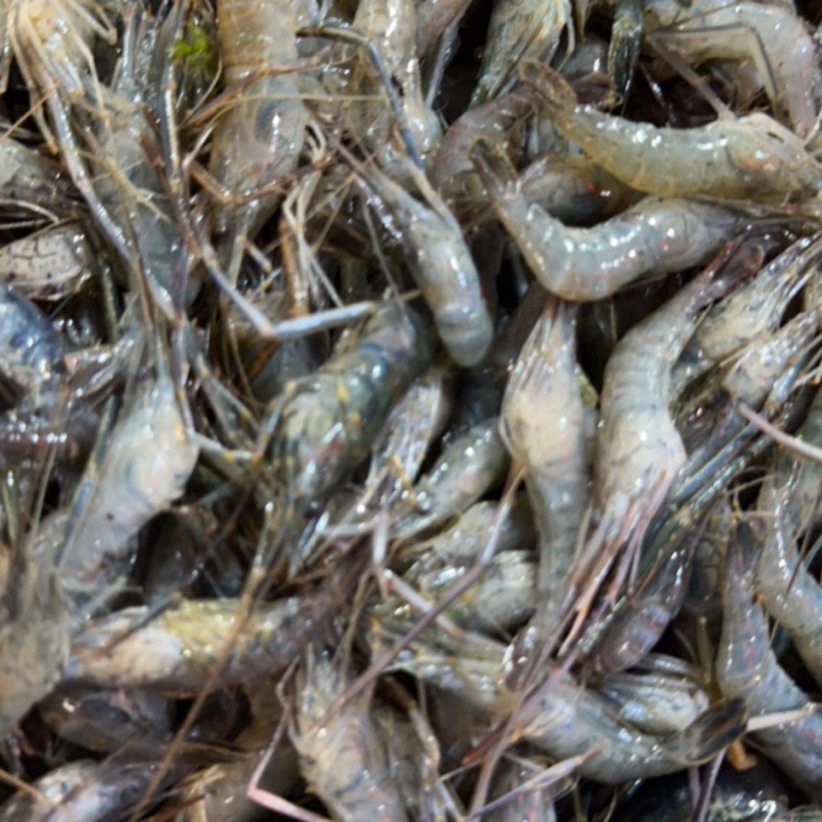 冰鲜白洋淀河虾约500g