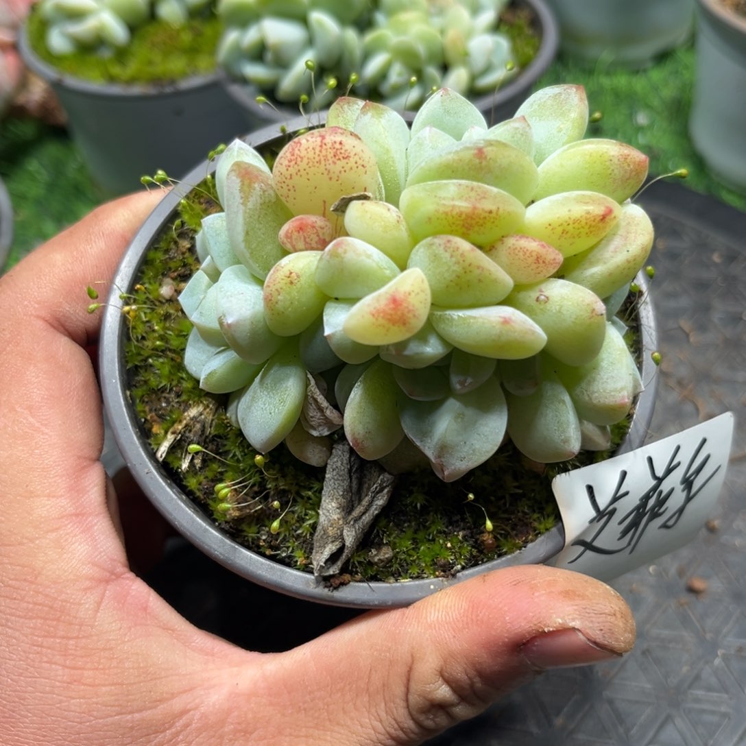埃菲尔专拍冰玉群生寄养