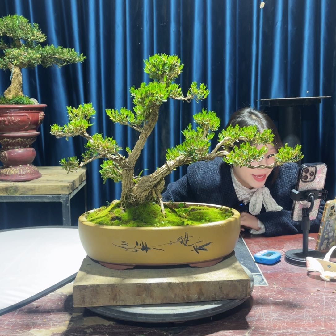 黄杨盆景老桩四季常青