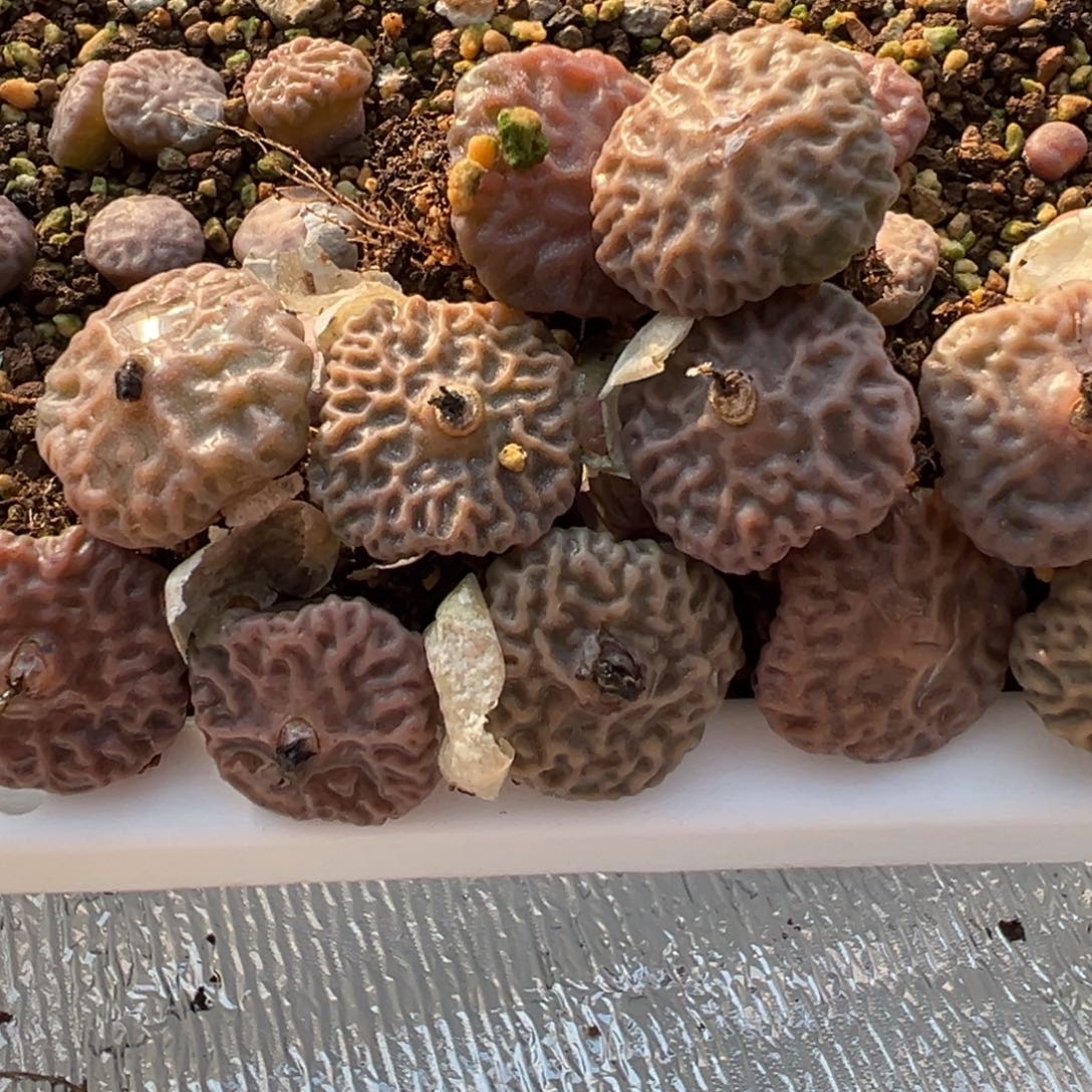 量拍超级烧麦一颗，多肉