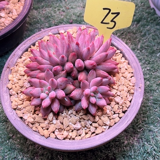 冰***柳虞美人23号码牌子的话