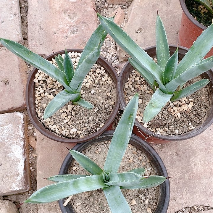 绿肌八荒殿测芽龙舌兰
