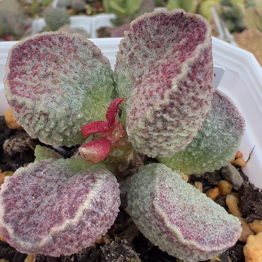 实生新品多头纯木质桩多肉植物