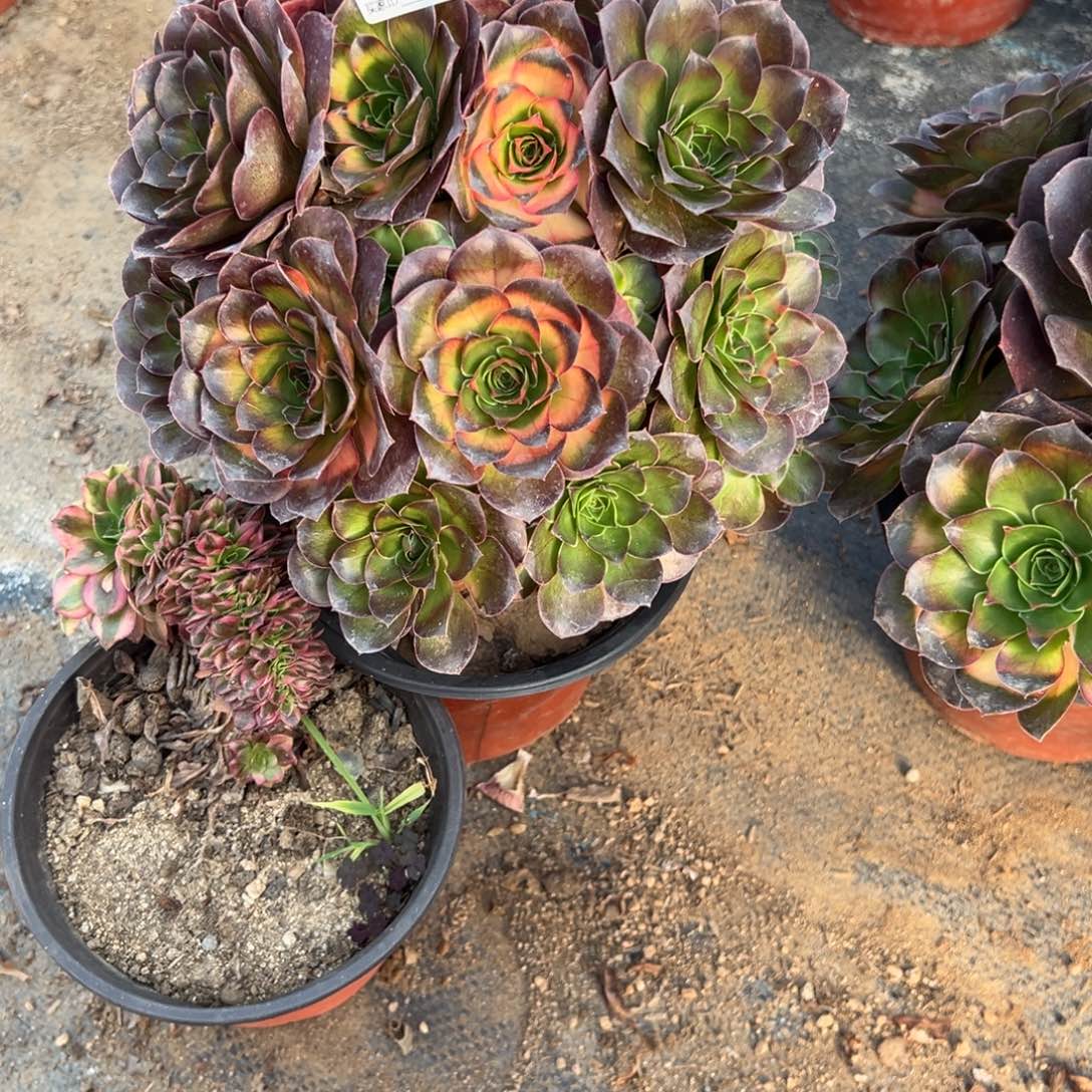 雨****109两颗组合多肉植物法师