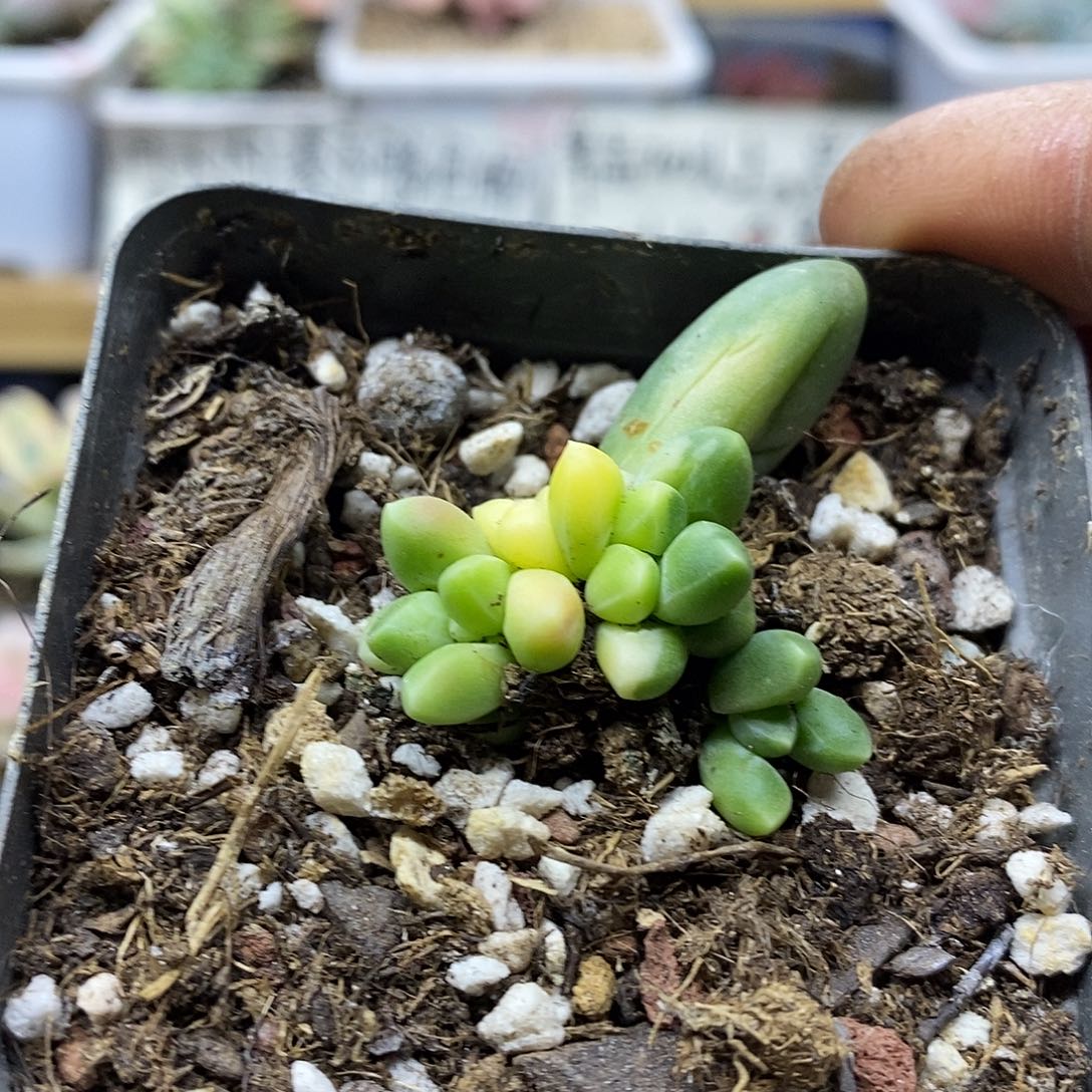 14129 千代田之松锦