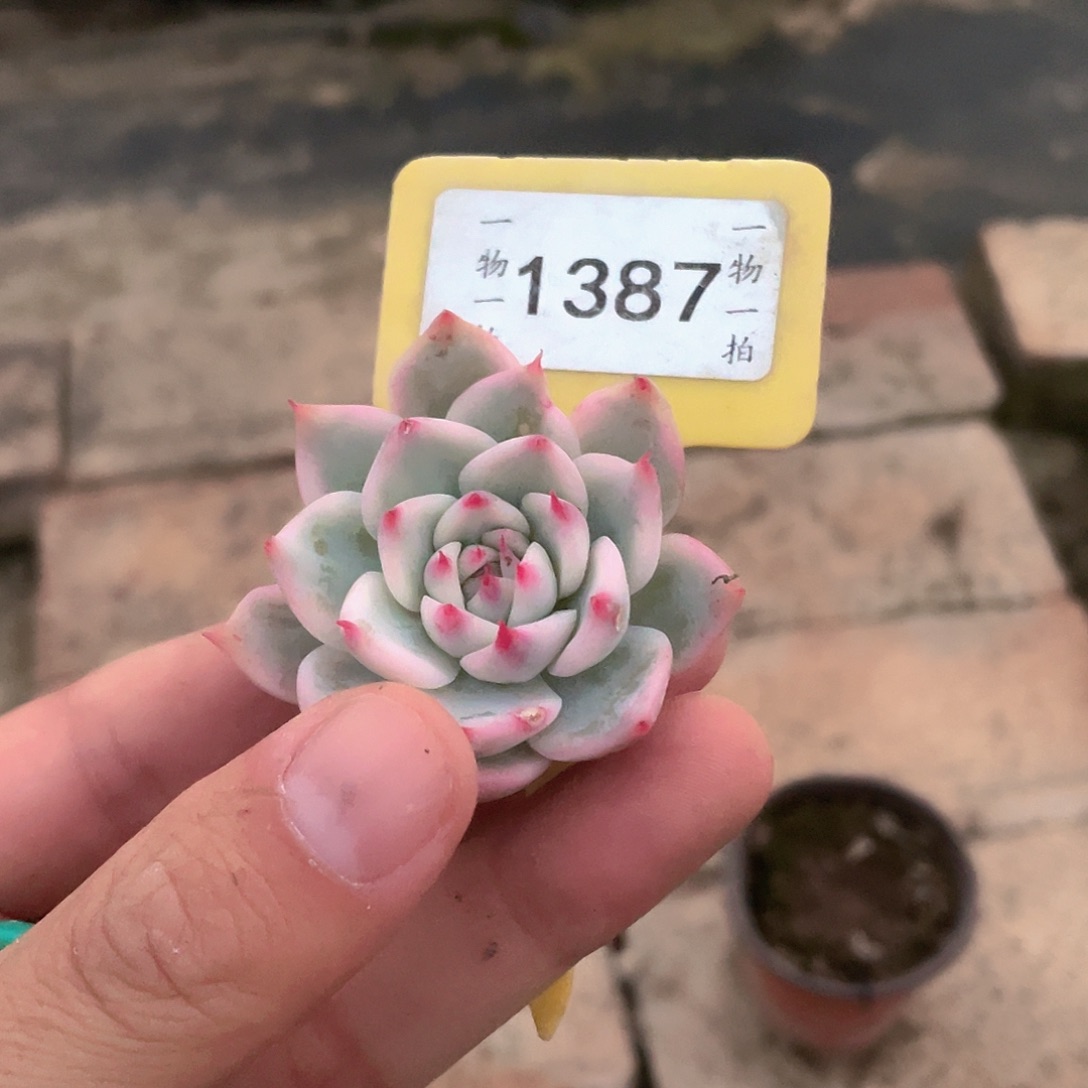N***o1387号多肉植物保护