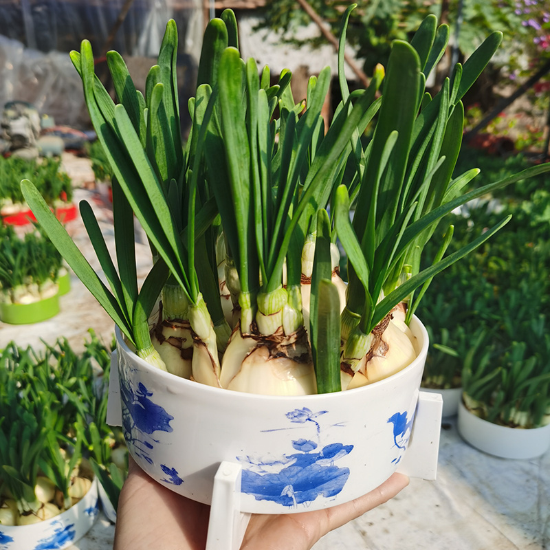 【养护好已长叶】水仙花种球发芽水培带叶子发货