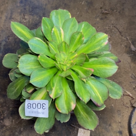 绍修七彩拉丝多肉3008