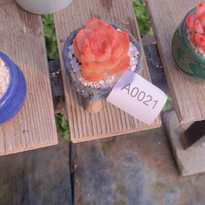 ****干闪购多肉1棵a0021+盆