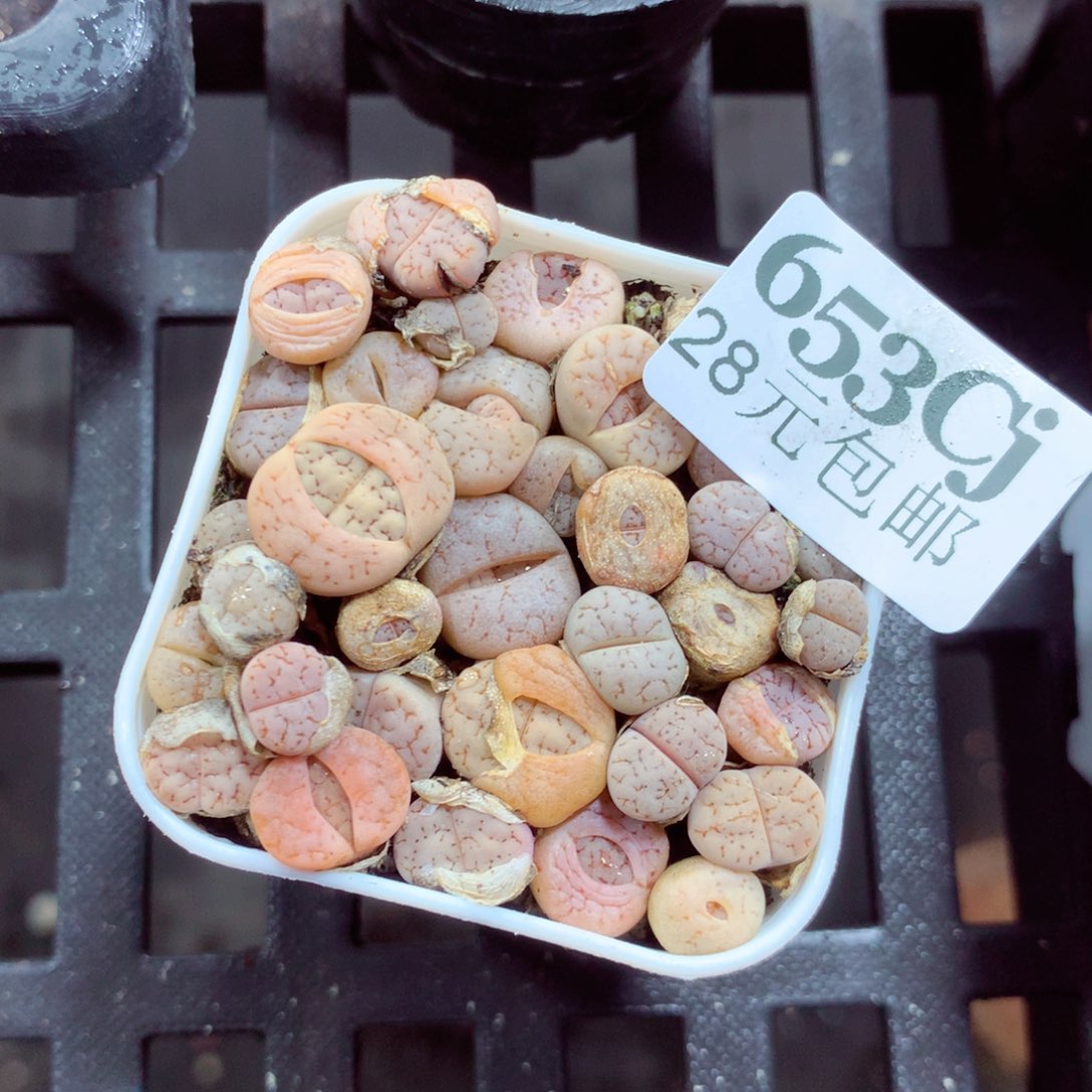 5厘米盆精控多肉653