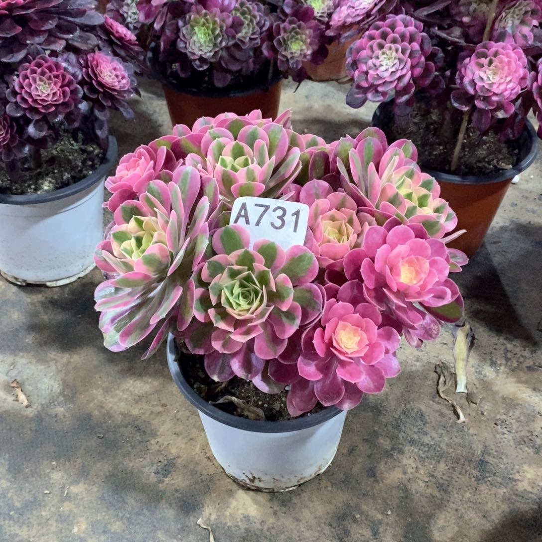 嫩桩粉女巫731多肉法师植物