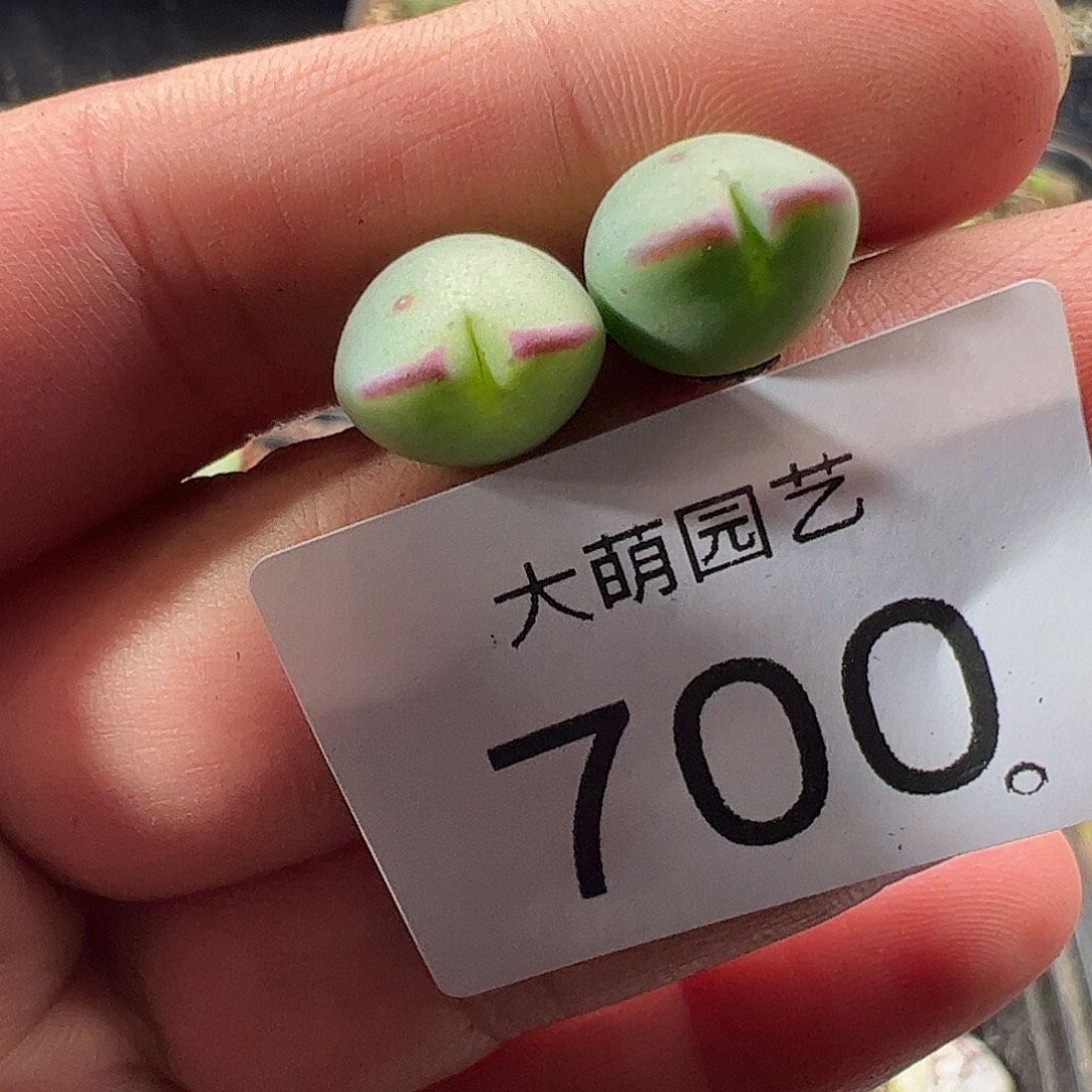 一物一拍正版1414.71皮卡丘700