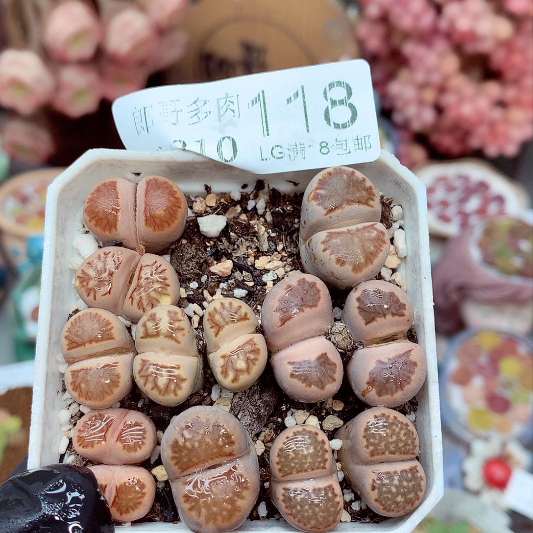 生石花满18包邮10-118