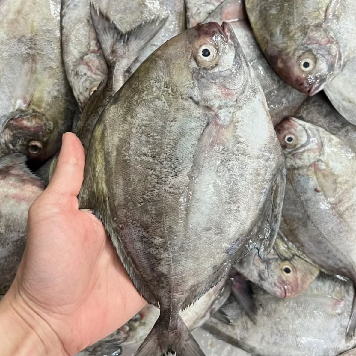  鼎锋海产 本港黑仓鱼 5斤装 4-5条/斤  顺丰冷链包邮 博贺渔港