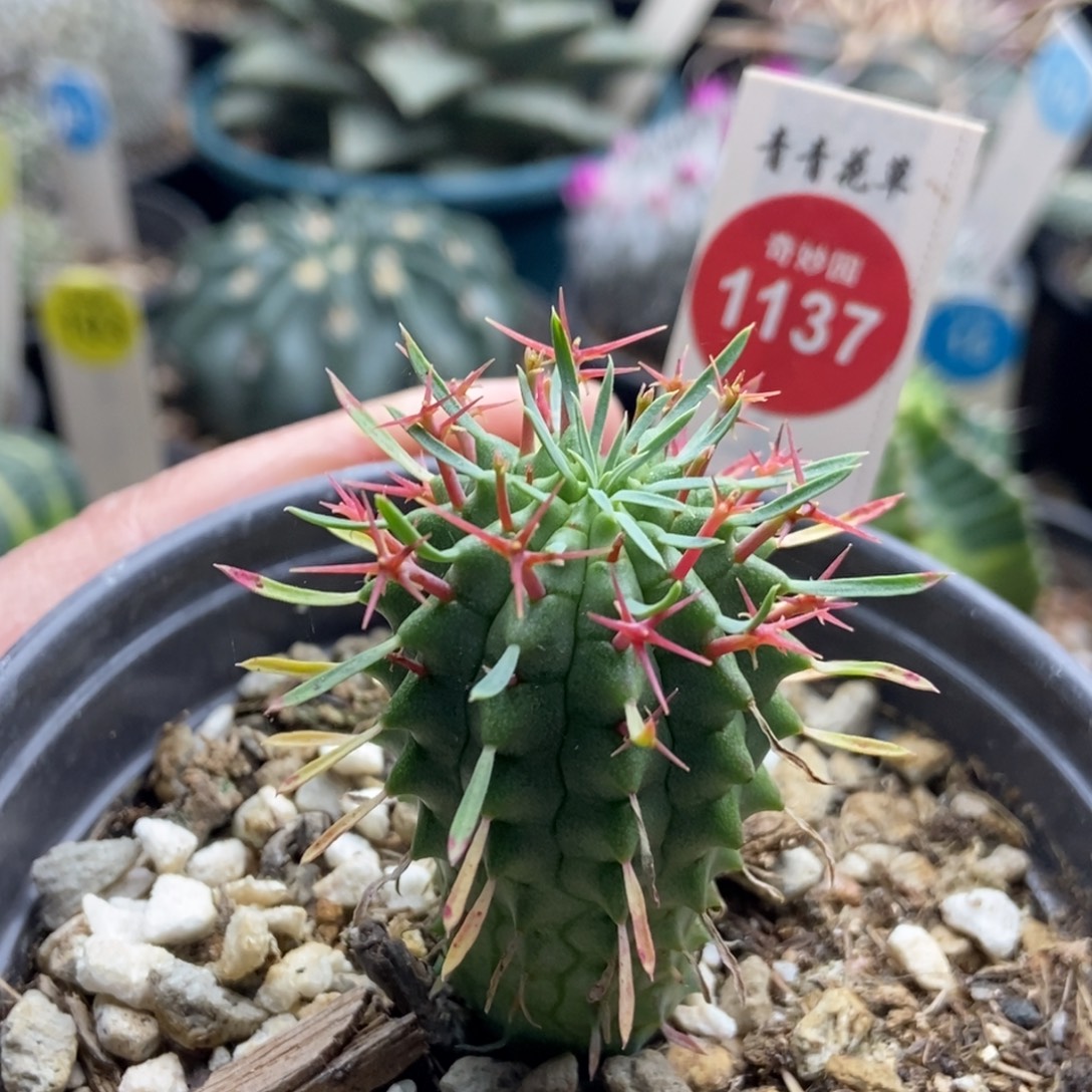 实生群星冠一颗2.9cm