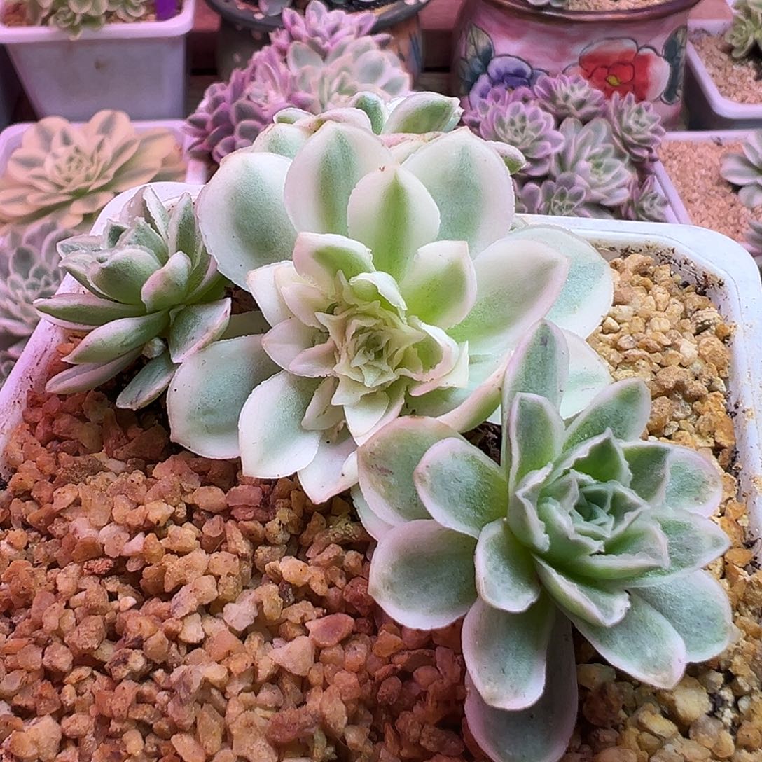 山地玫瑰锦秋夕1431号