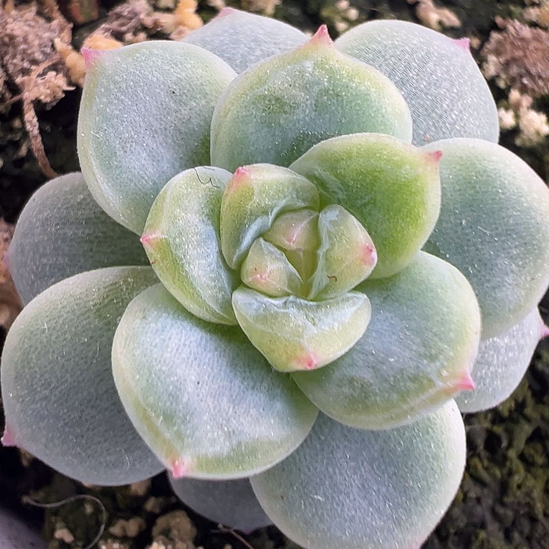 白心西米露。新品。   