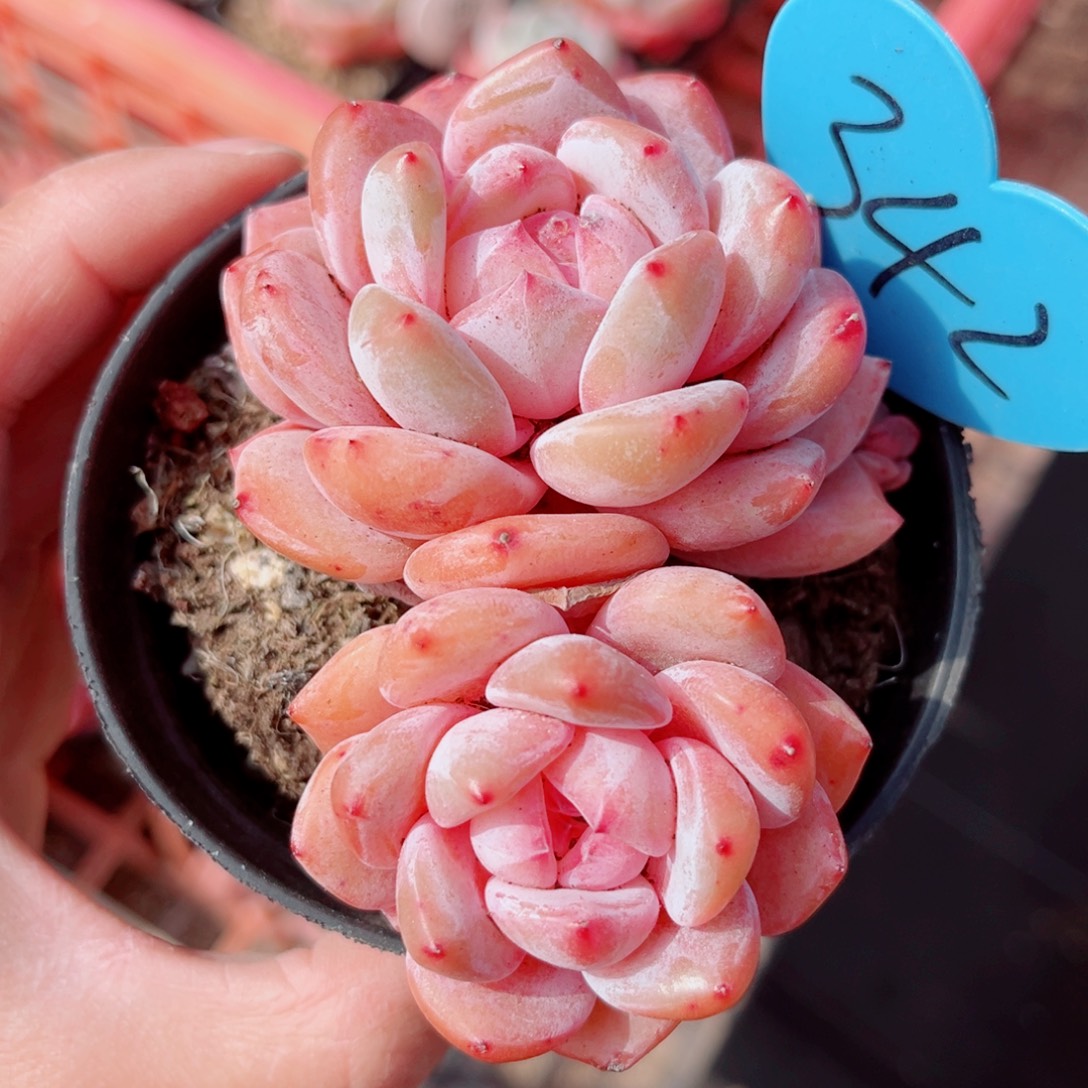 342号小老桩韩橙双头