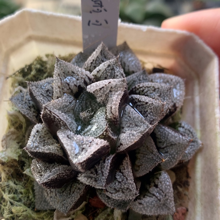 彗星一物一拍带盆