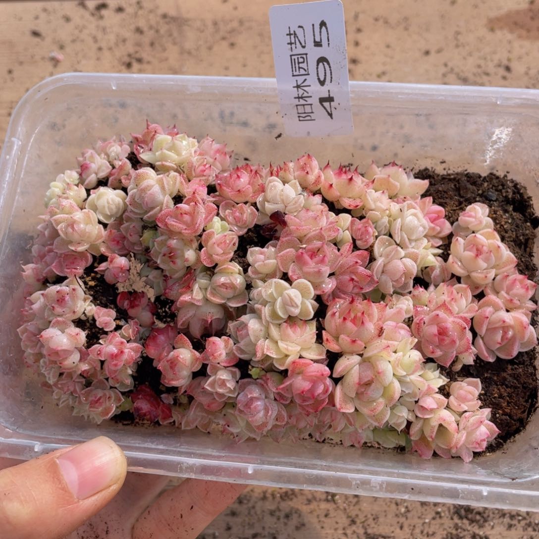 多肉植物多肉植物495