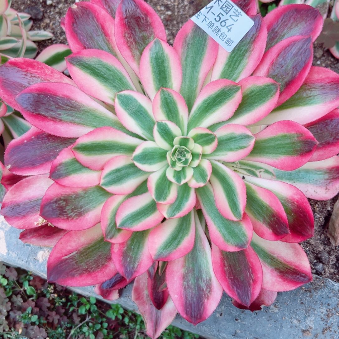 糖果香妃多肉植物564